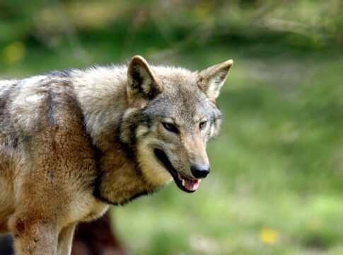 Featured image related to Trump signs order easing path to kill wolves